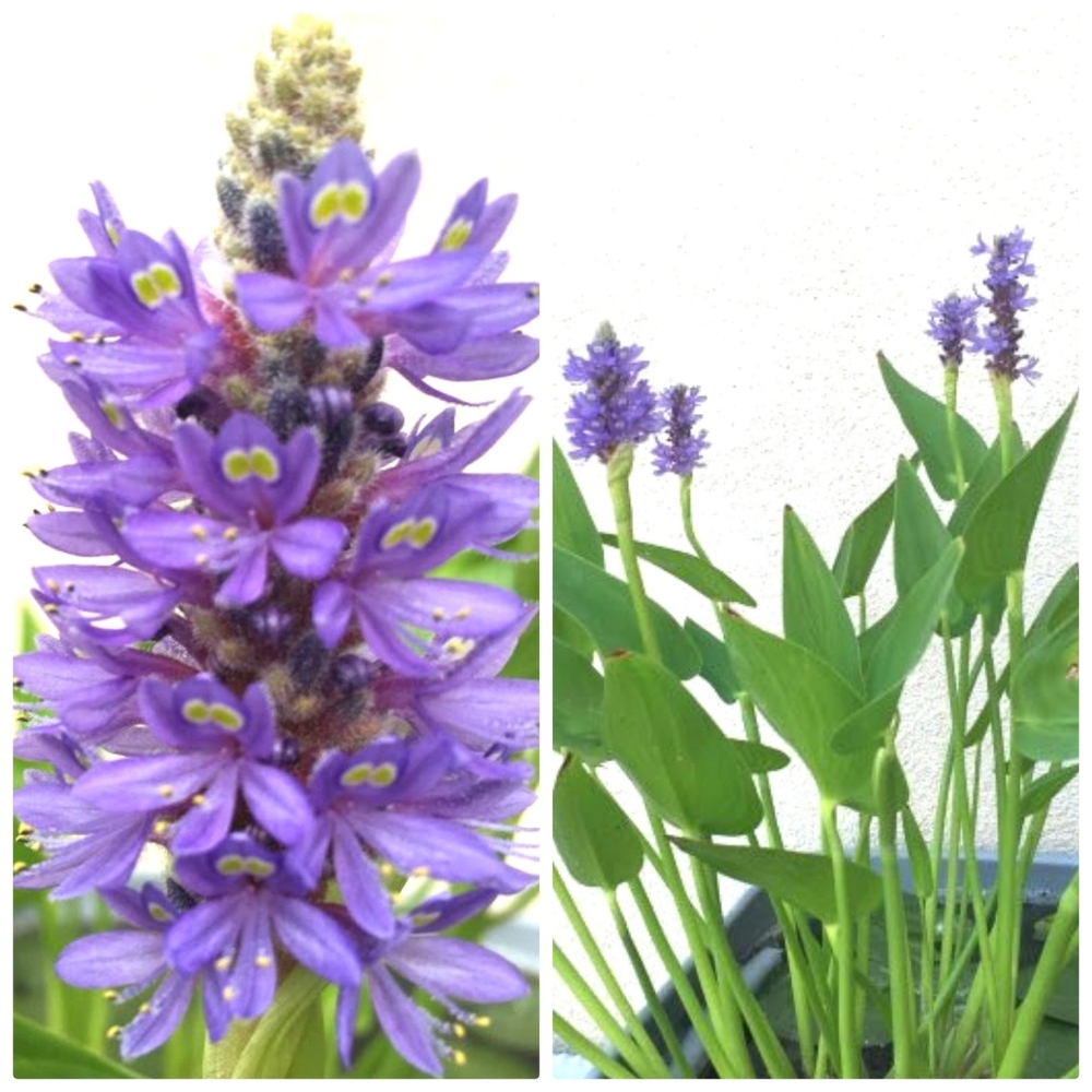 4 Pickerel Rush Plants